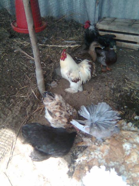 vendo gallinas - kikas en Pontevedra