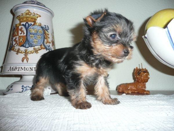 Wendy, preciosa cachorrita yorkshire