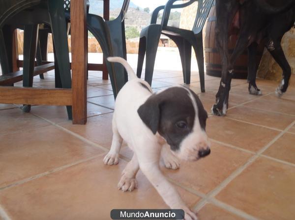 gran danés cachorros