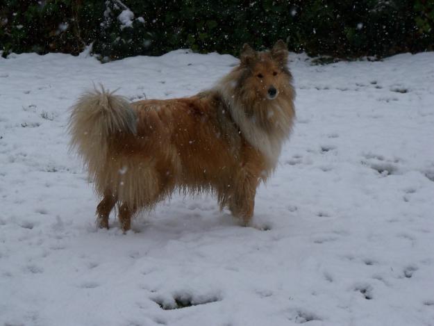 Busco rough collie macho para monta