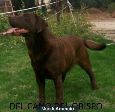 cachorritos de labrador chocolate