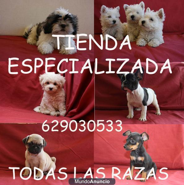 Cachorritos de Maltes 280, Yorkshire (Yorky)  300 y Frances 330