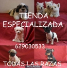 Cachorritos de Maltes 280, Yorkshire (Yorky) 300 y Frances 330 - mejor precio | unprecio.es