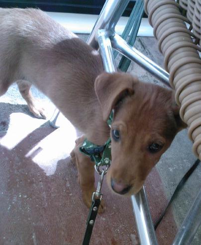 Cachorro cruce Podenco y Galgo en adopcion