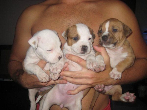 Cachorros American Staffordshire Terrier