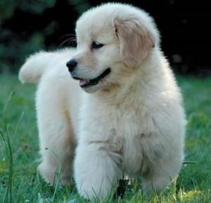 Cachorros Golden Retriever Multicampeones