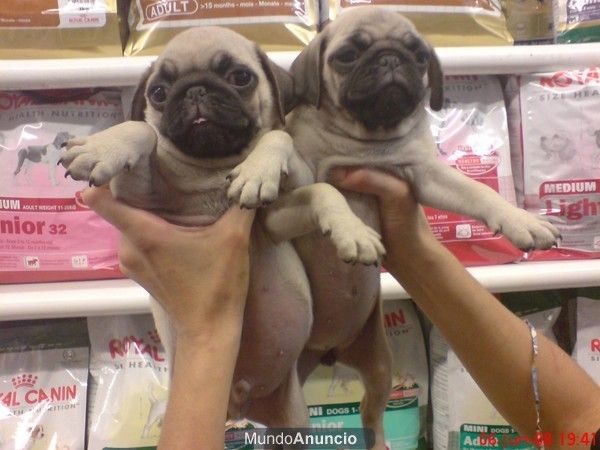 CARLINO O PUG, perros, cachorros, criadero, venta.