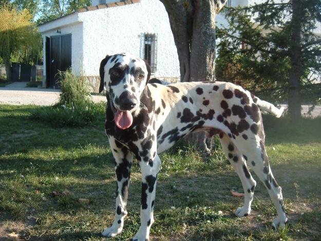 DALMATA EN ADOPCION