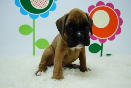 Disponibles en varias tonalidades _ Boxer espectacular _ www.animalflower.com