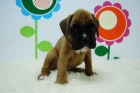 Disponibles en varias tonalidades _ Boxer espectacular _ www.animalflower.com - mejor precio | unprecio.es