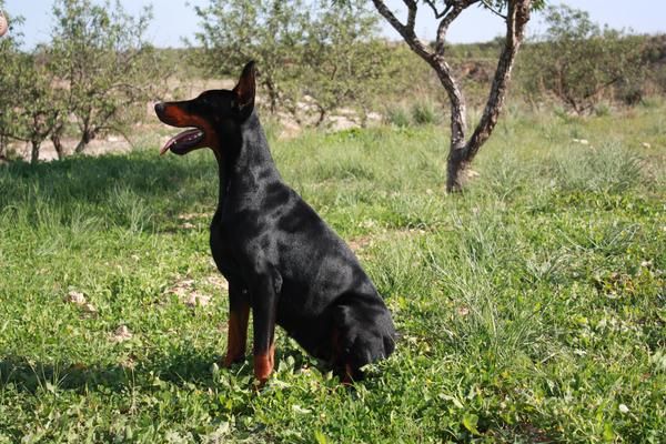 Dobermann Eternal Flame