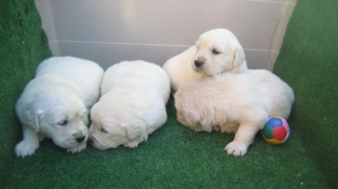 Goldens cachorros de color dorado con pedigri.