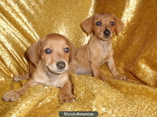 Perros de todas las razas, cachorros, camadas, perros.