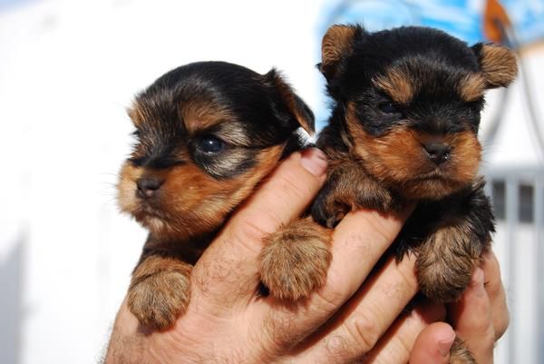 SUPER PEQUEÑOS CACHORROS DE YORKSHIRE CON PEDIGREE 550 EUROS