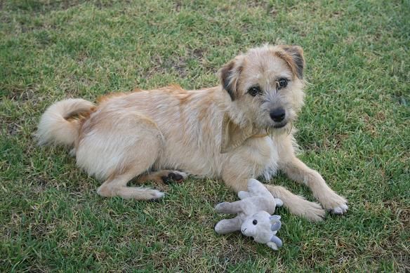 Tabata, perrita pequeña de 1 año busca hogar