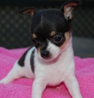 Vendo magnifica cachorros de chihuahua - mejor precio | unprecio.es