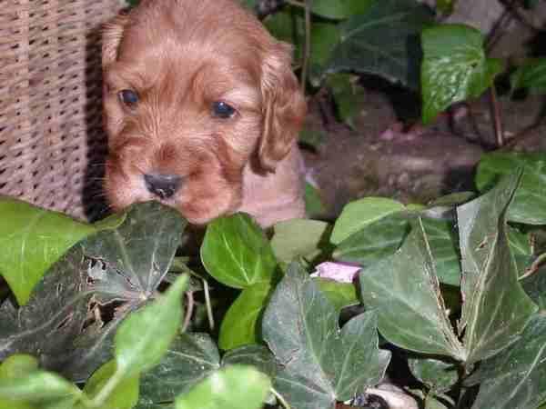 yorkshire terrier enano por solo 300E