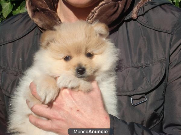 Lulú de Pomerania