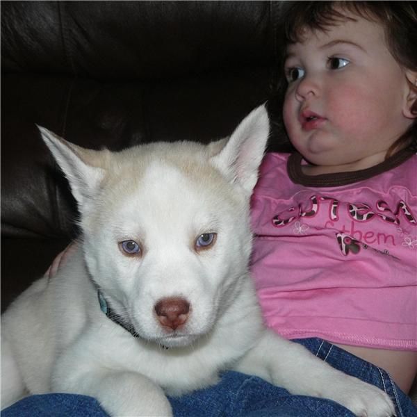 Bonita chaqueta blanca crema Huskies siberianos.