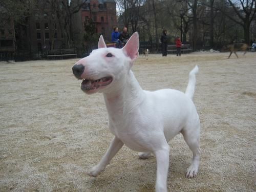 Bull Terrier de espera de una casa de buena familia.