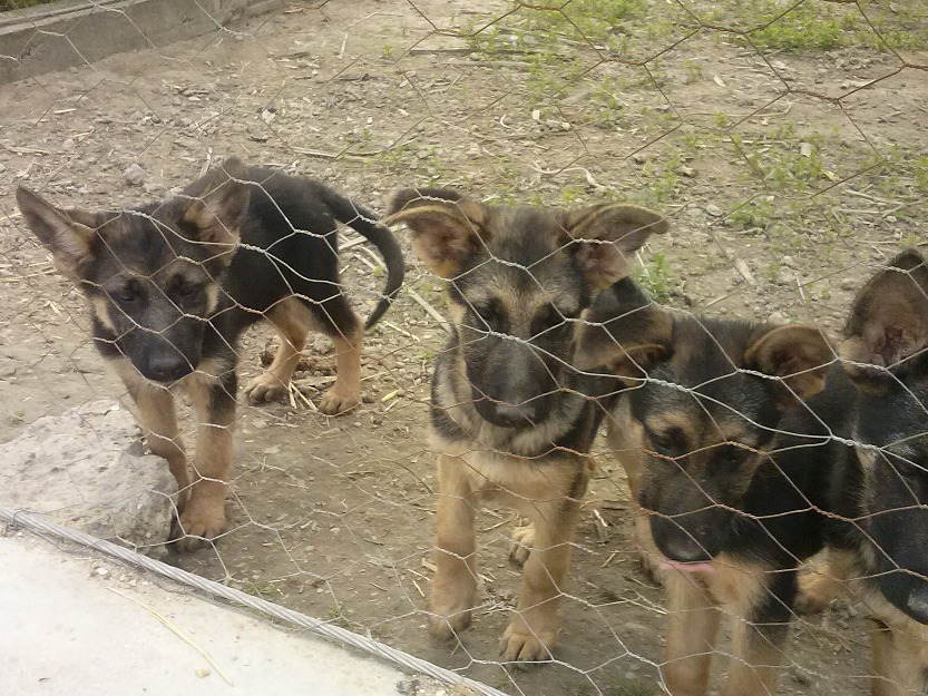 cachorritos de pastor aleman