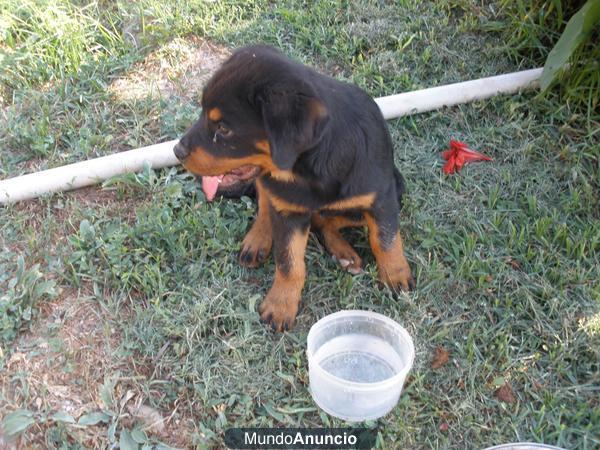 Camada de Rottweilers del levante. campeones