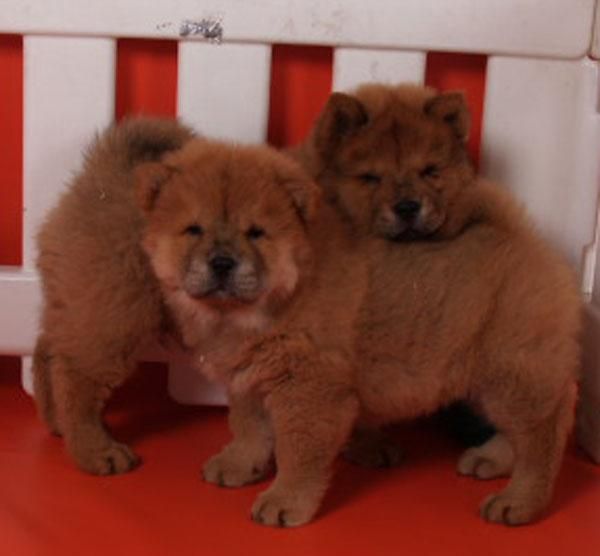 Chow-chow, economicos y espectaculares