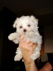 Excelentes bichon maltes mini pura raza - mejor precio | unprecio.es