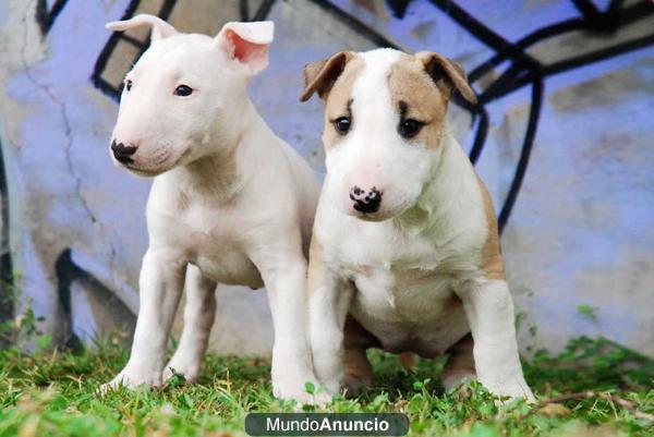 regalo   Excelentes cachorros de bullterrier