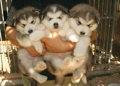 Alaskan Malamute cachorros para una buena casa y encantadora