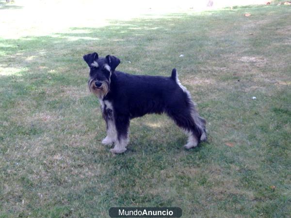 Busco novia Schnauzer miniatura negro-plata