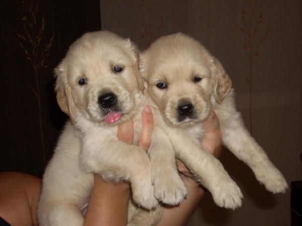 Cachorro de Golden Retriever