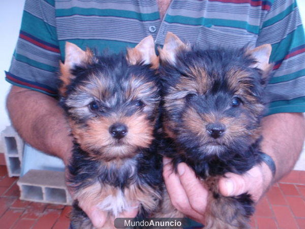 CAMADA YORKSHIRE TERRIER MINIS 350E TRANSPORTES INCLUIDOS