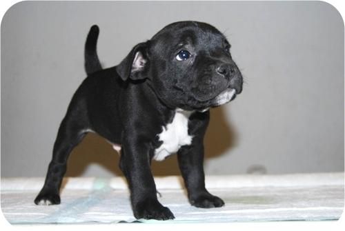 camadita de stafforshire bull terrier, cachorros con dos meses, informate