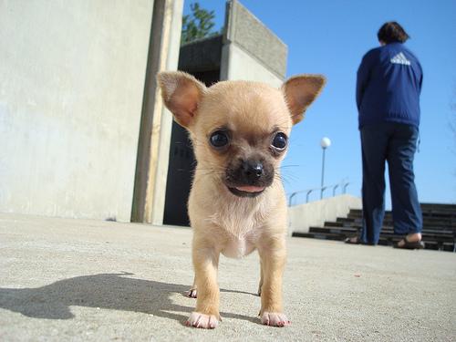 chihuahua hembra