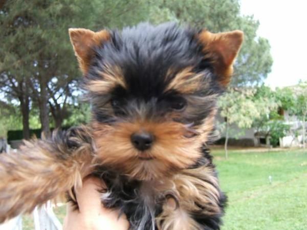 COCKER INGLES 250 EUROS Y YORKSHIRE TERRIER TOY 400 EUROS