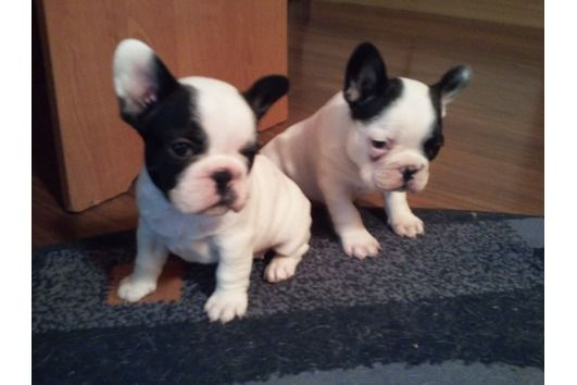 Regalo Cachorros de bulldog frances