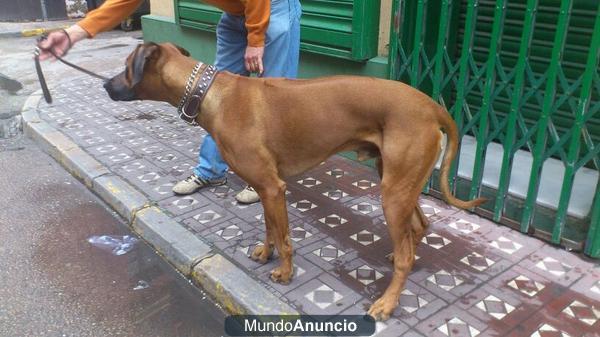 RHODESIAN RIDGEBACK DE LUJO