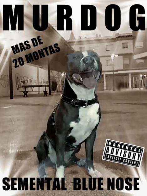 se ofrece american pitbull terrier blue nose