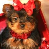 Su regalo de masa X cachorro Yorkie agradable para la venta