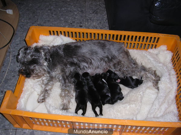 vendo camada de schnauzer miniatura