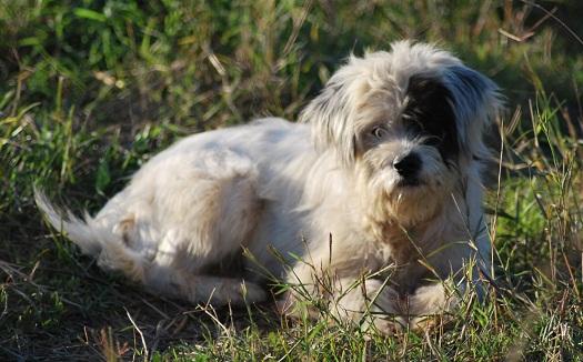 ¡SOS! Manchi y Chispi, pequeñitas todo el día mojadas...no dejan de tiritar