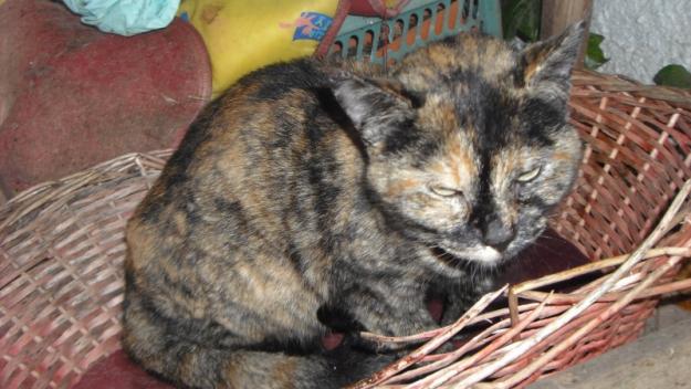 Azu, gatita abandonada en la nieve