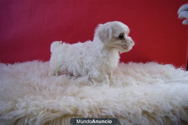 BICHON MALTES CON PEDIGRE, 3 MACHOS Y 2 HEMBRAS, NUEVA CAMADA