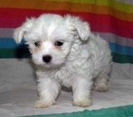 BICHON  MALTES  TOY   515