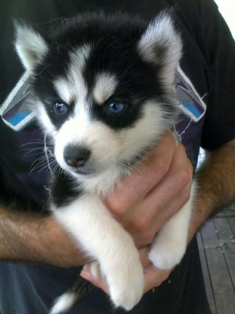 bien entrenar cachorros husky macho y feiberian para una buena hogares