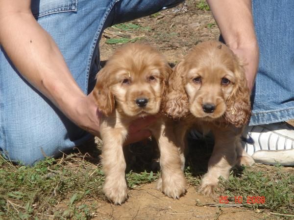 CACHORROS DE COCKER INGLES 450