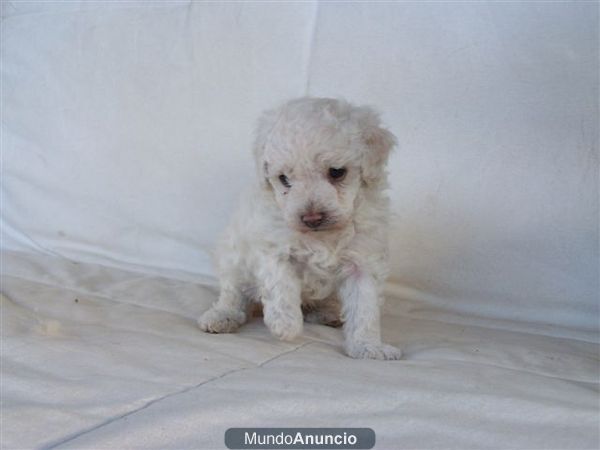 Caniche enano blanco con pedigree - 400