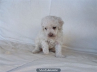 Caniche enano blanco con pedigree - 400 - mejor precio | unprecio.es