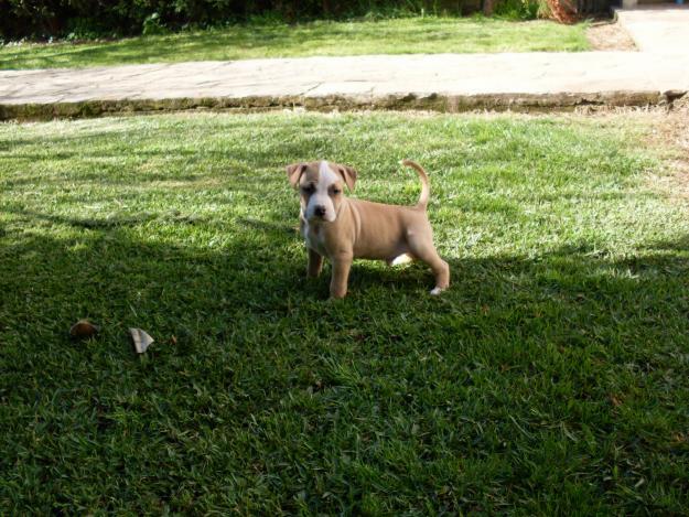 SE VENDEN CACHORROS DE AMERICAN STAFFORDSHIRE TERRIER